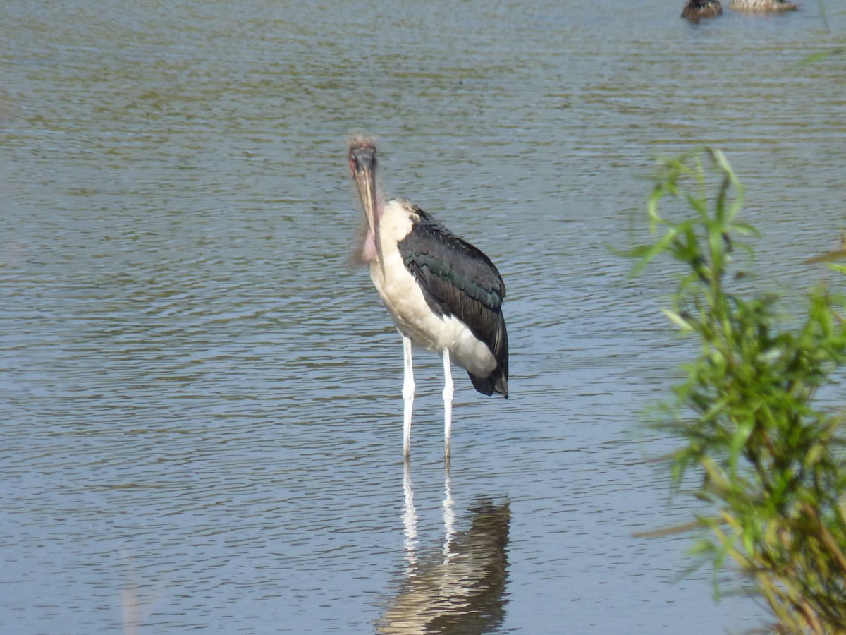 Marabou Stork - ML624714699