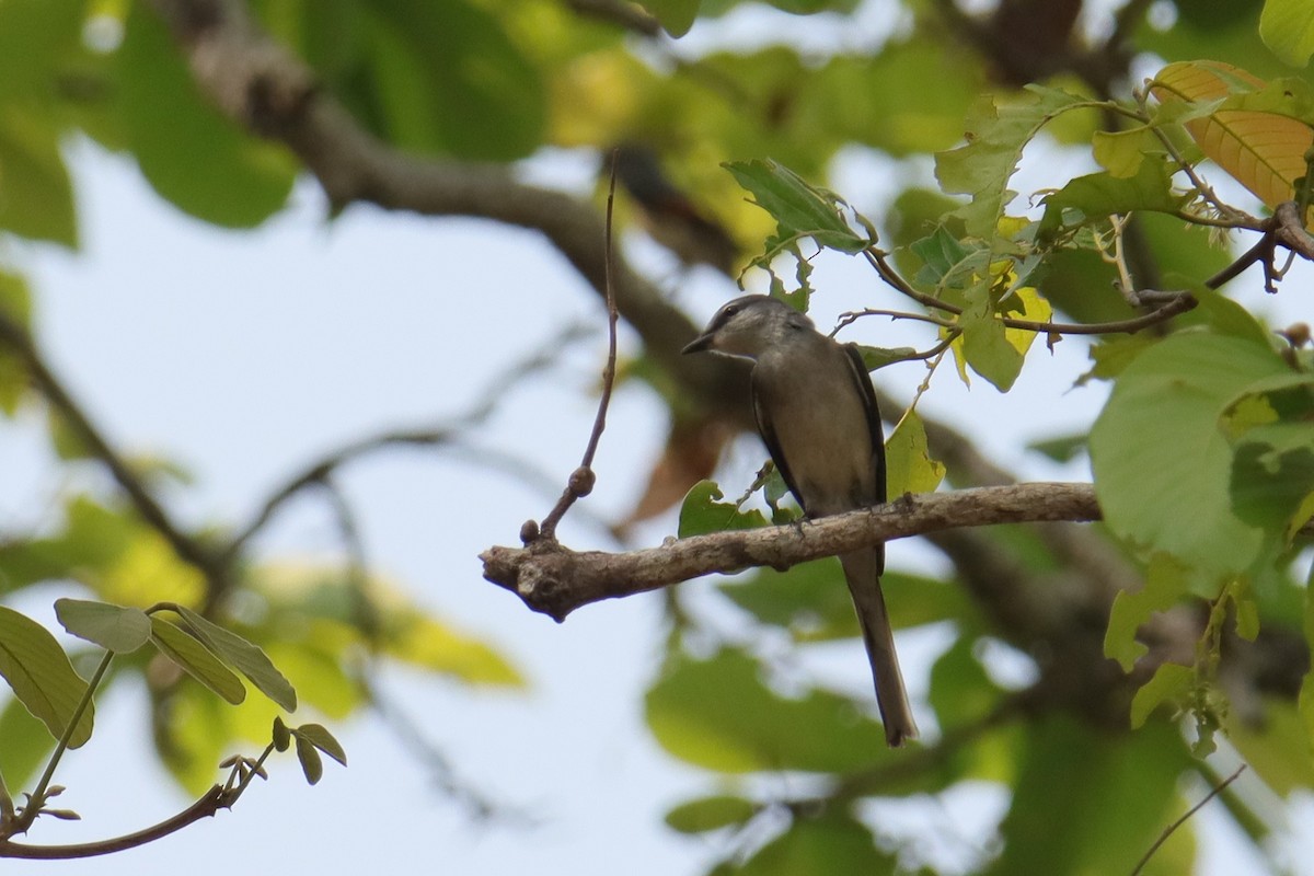 Brown-rumped Minivet - ML624714709