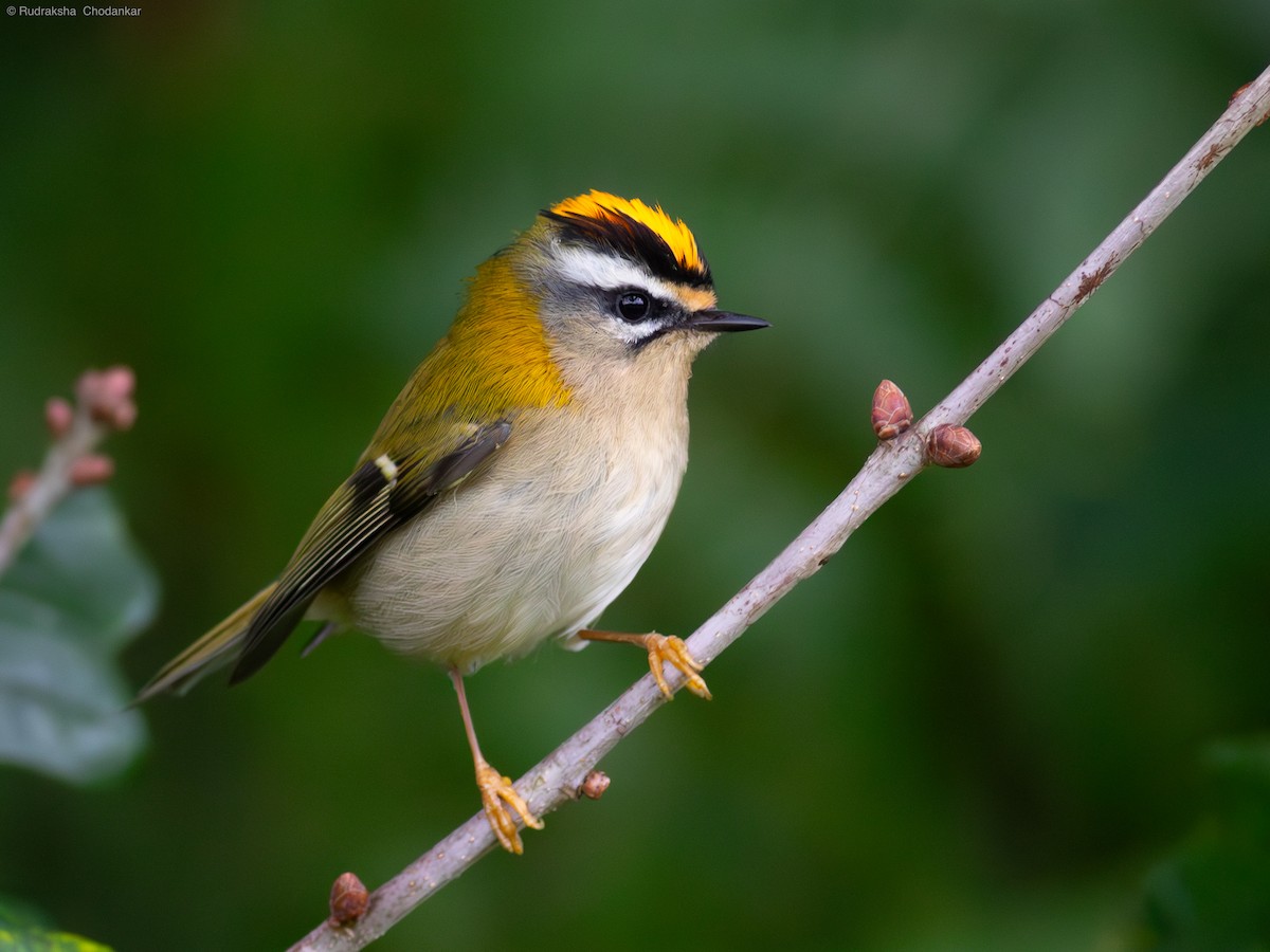 Common Firecrest - ML624714771