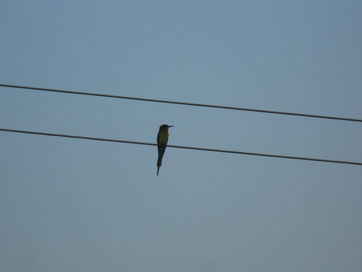 Blue-tailed Bee-eater - ML624714789