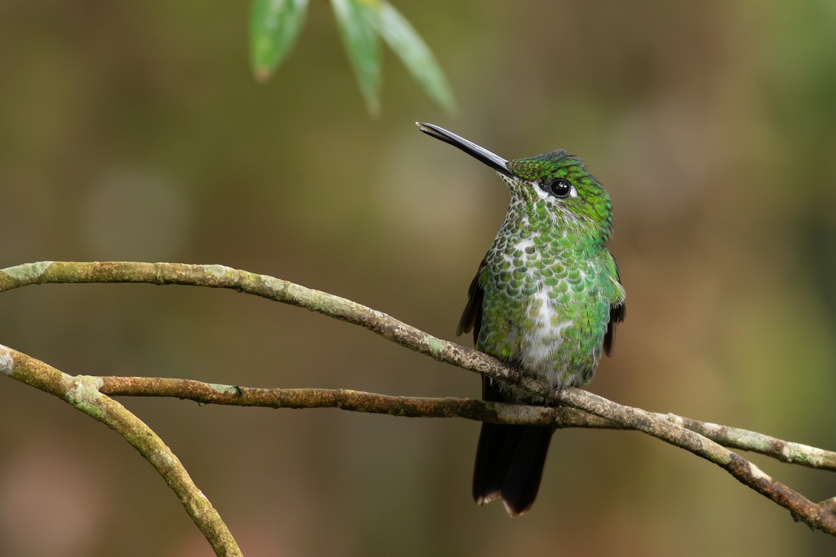Green-crowned Brilliant - ML624714805
