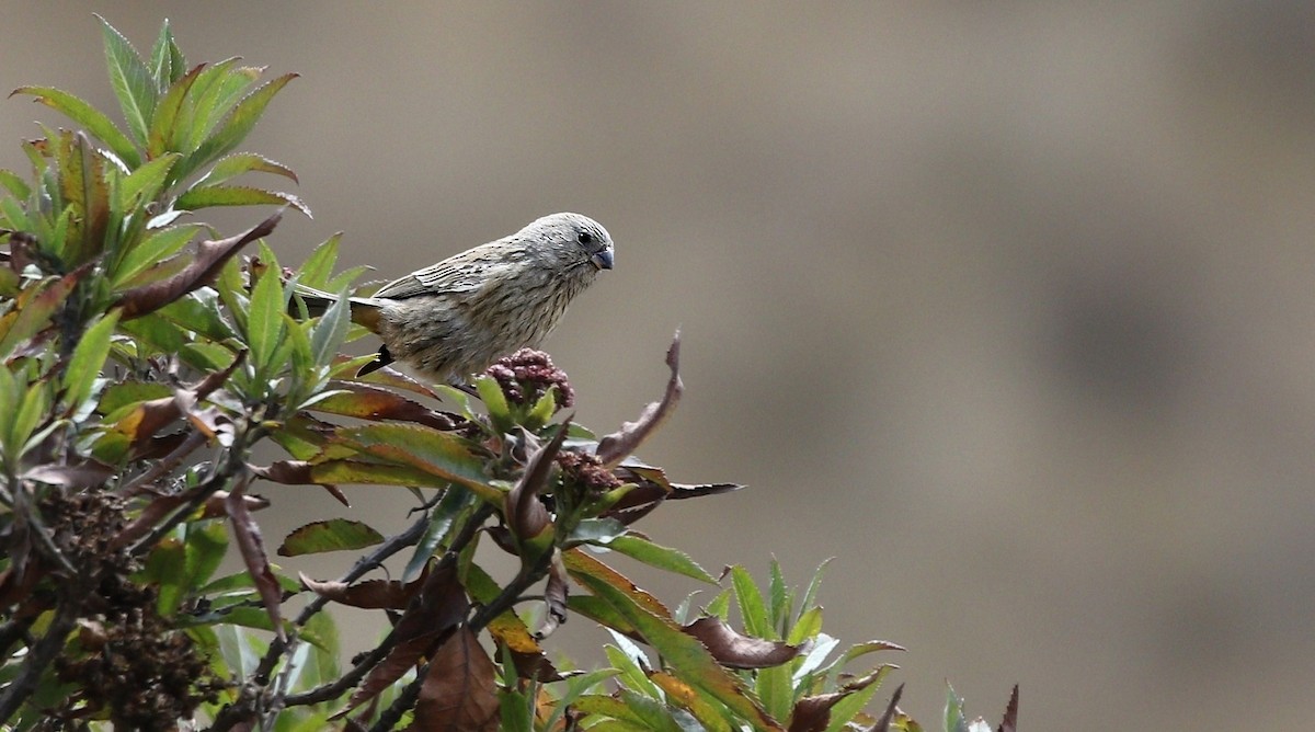 Plain-colored Seedeater - ML624714885