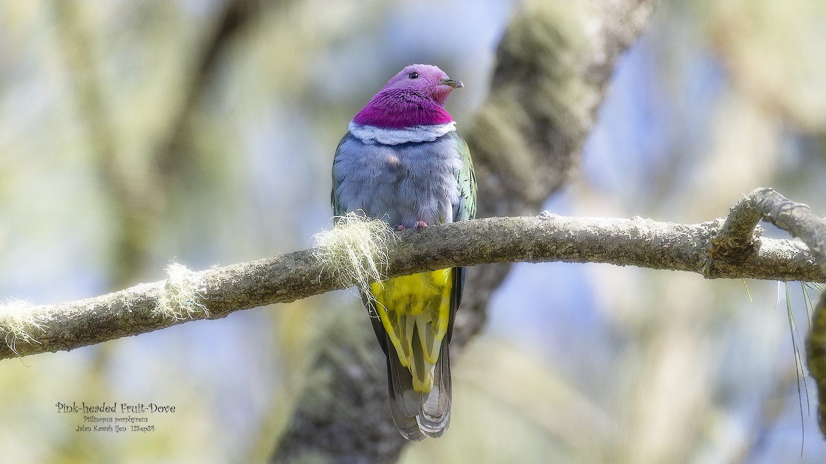 Pink-headed Fruit-Dove - ML624714937