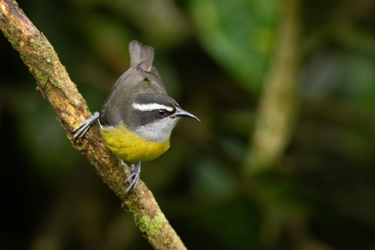 Bananaquit - ML624715044
