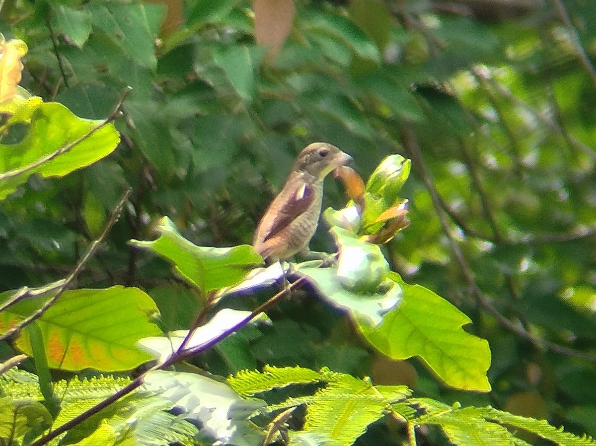 Tiger Shrike - ML624715078