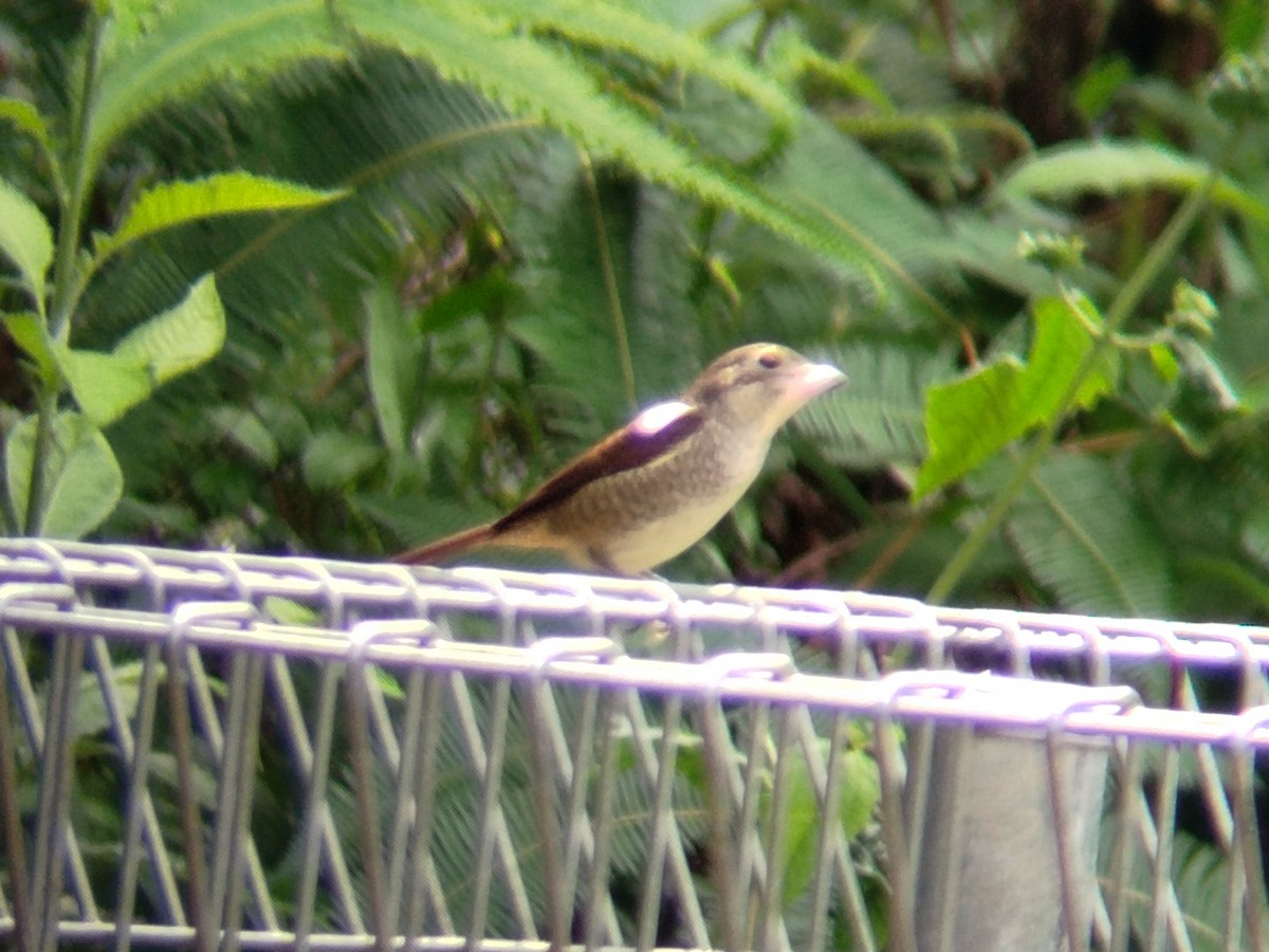 Tiger Shrike - ML624715079