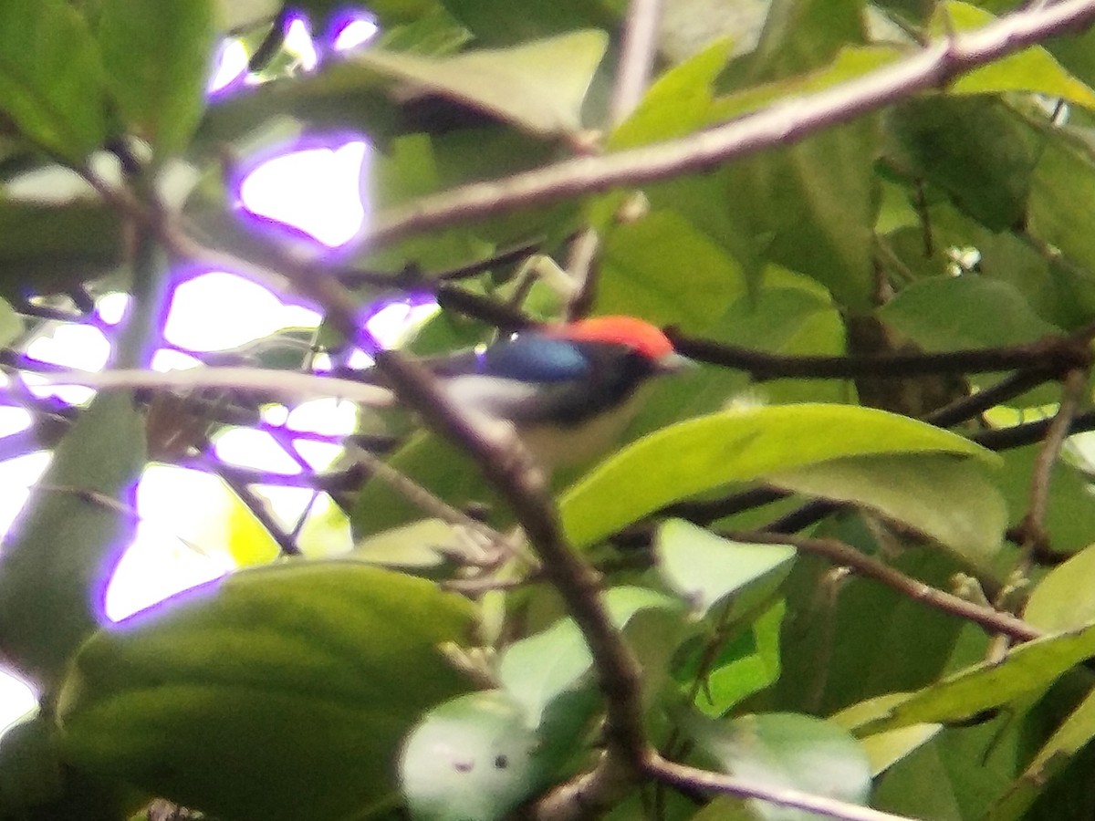 Scarlet-backed Flowerpecker - ML624715090