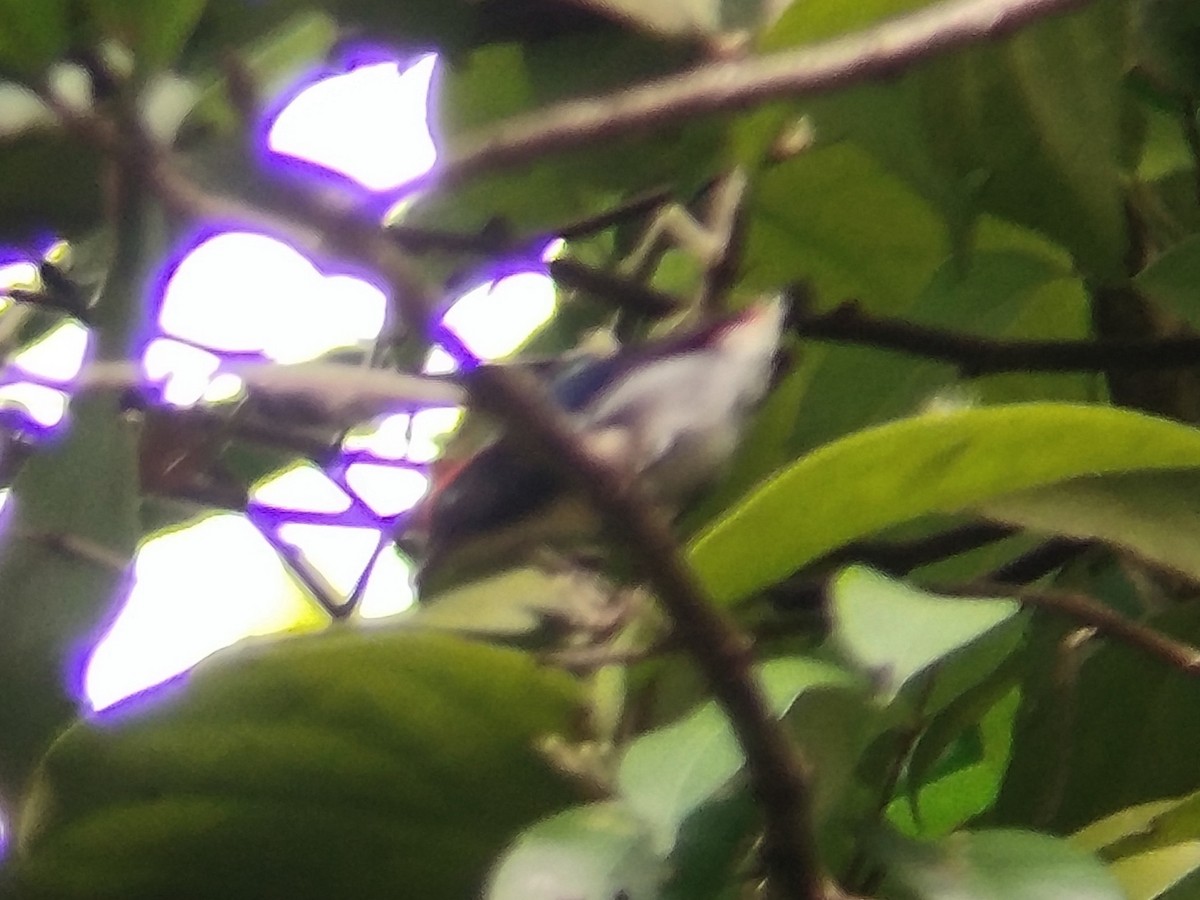 Scarlet-backed Flowerpecker - ML624715091