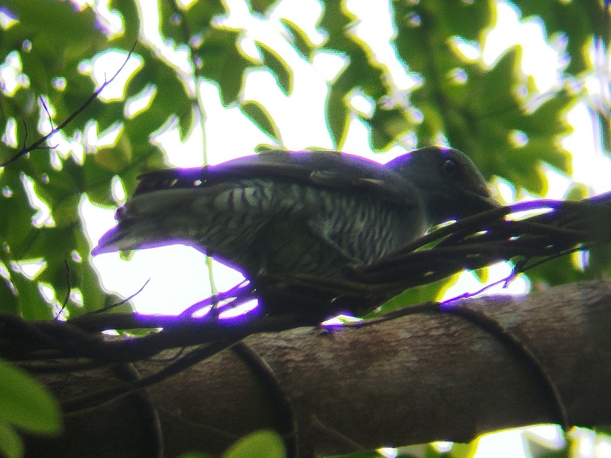 Bar-bellied Cuckooshrike - ML624715101