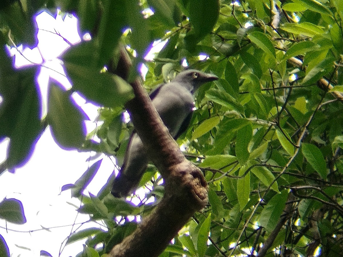 Bar-bellied Cuckooshrike - ML624715102