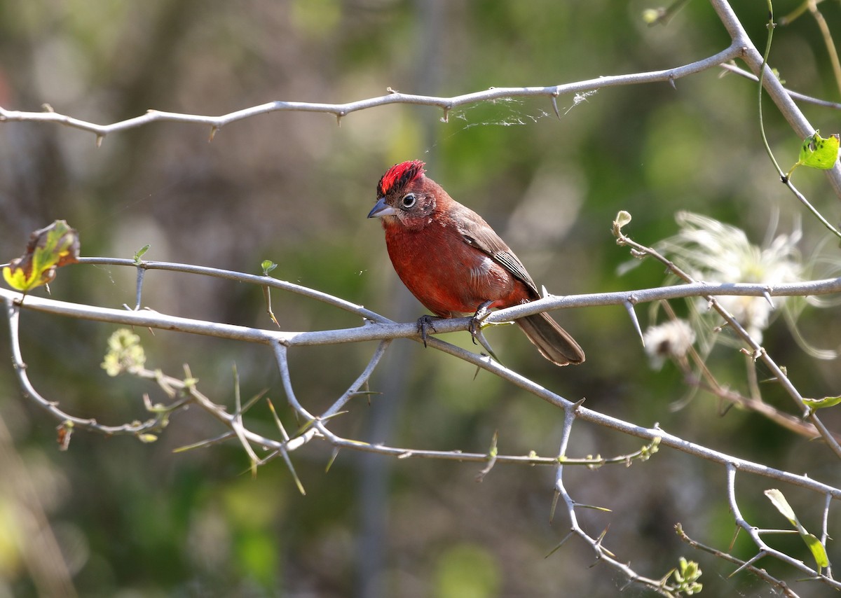 Red-crested Finch - ML624715325