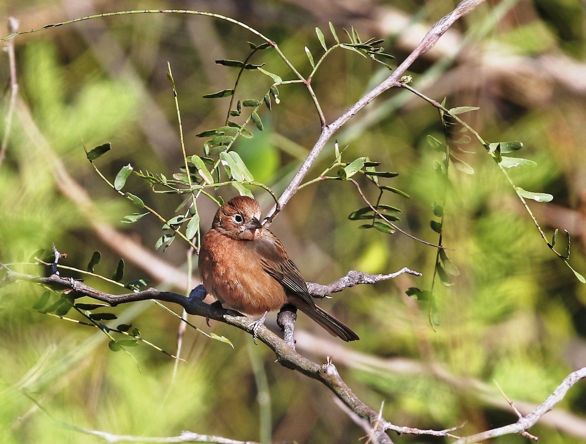 Red-crested Finch - ML624715352