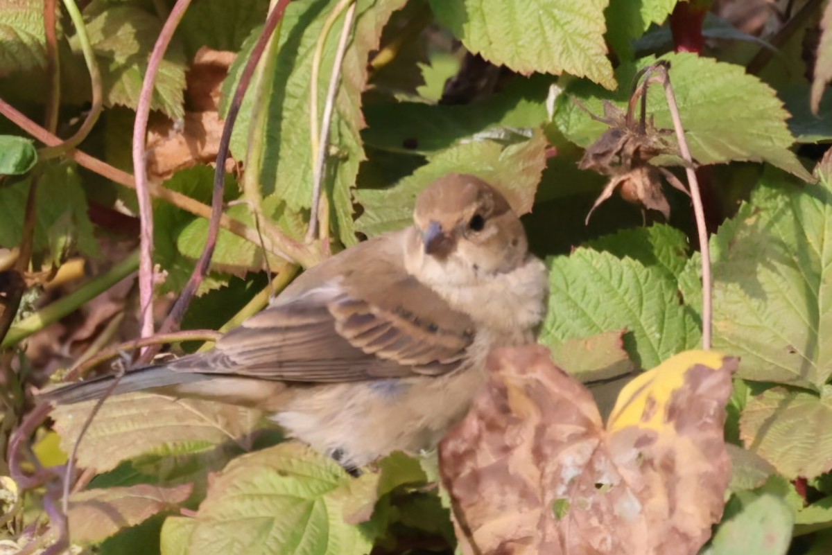 Indigo Bunting - ML624715486