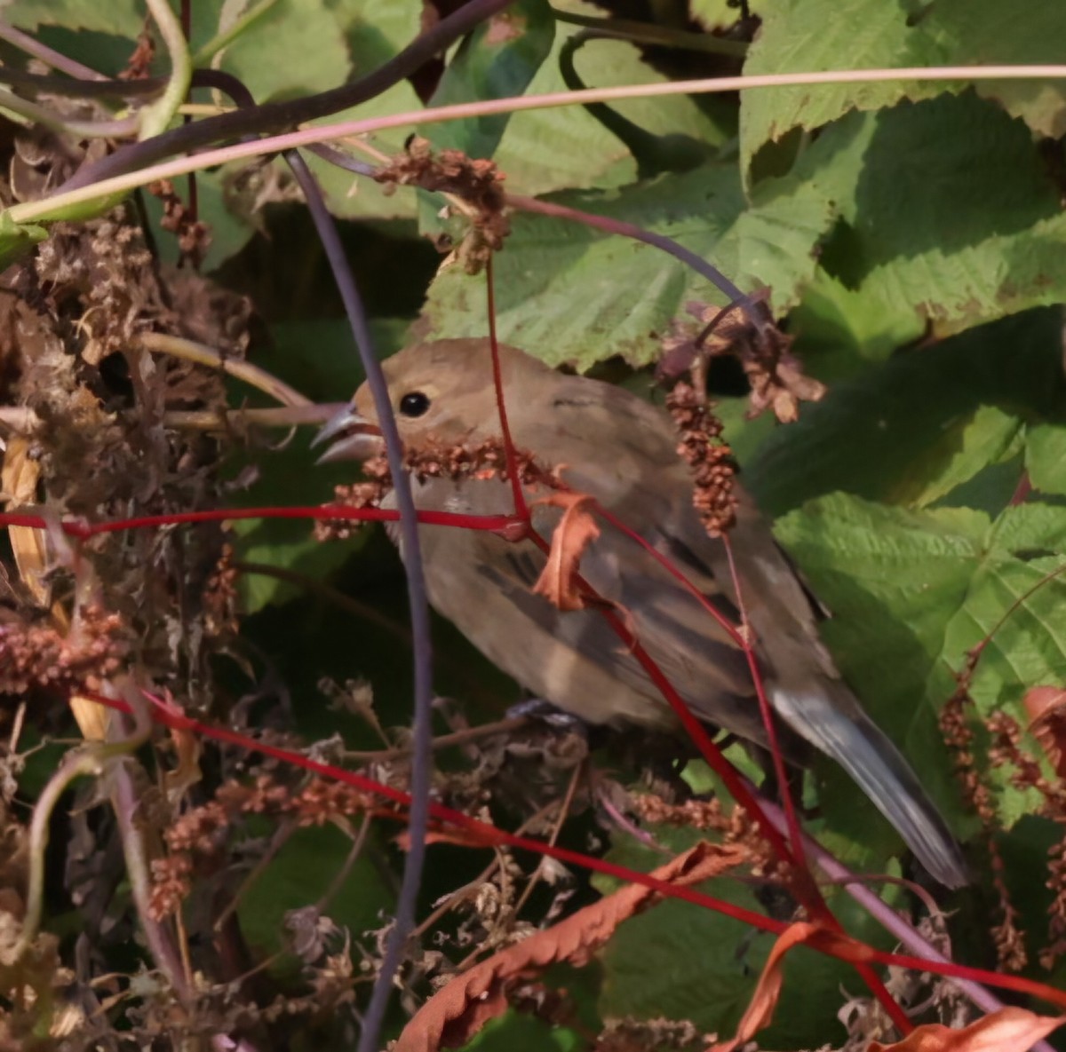 Indigo Bunting - ML624715487