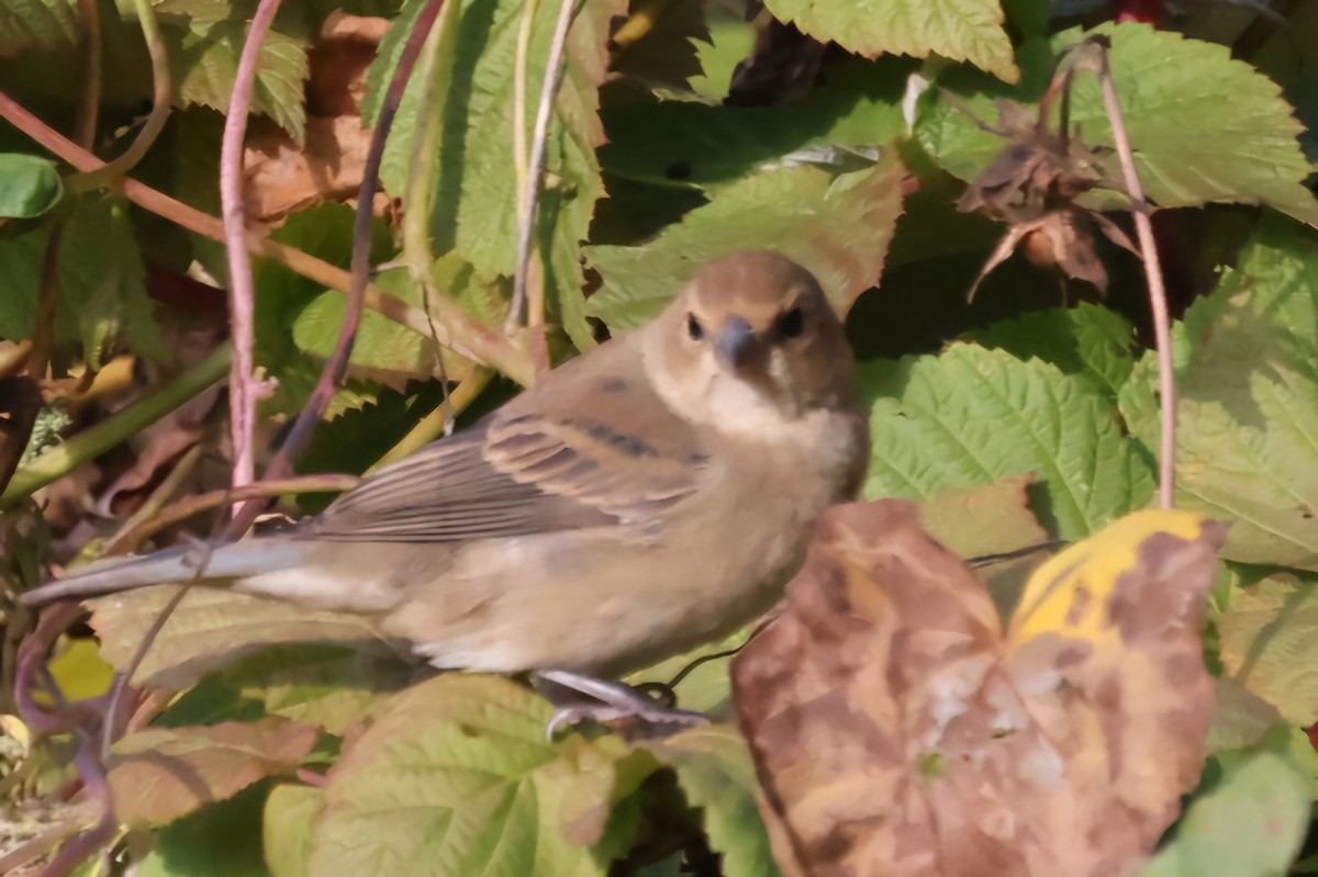 Indigo Bunting - ML624715488