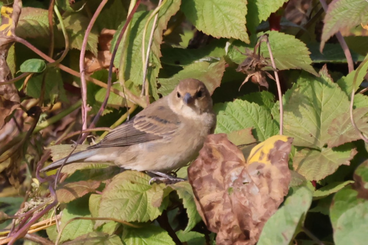 Indigo Bunting - ML624715489