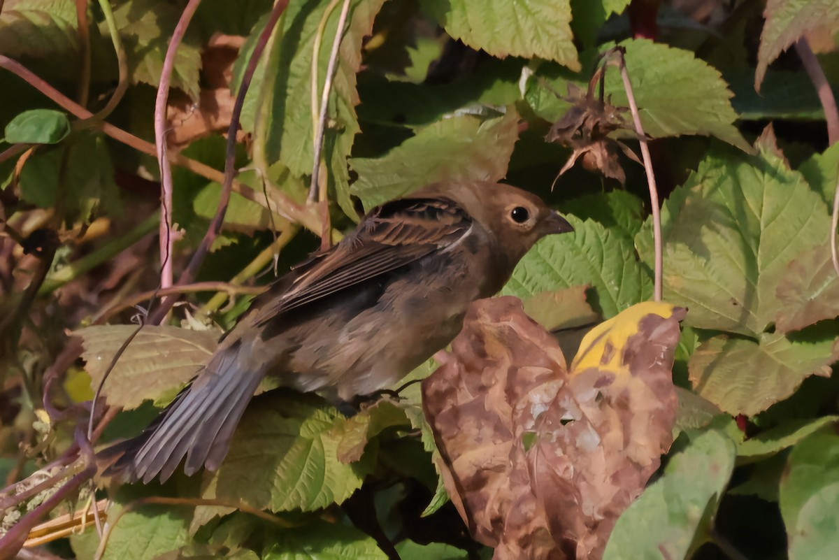 Indigo Bunting - ML624715490