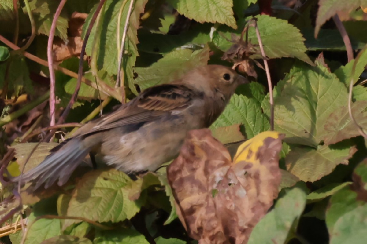 Indigo Bunting - ML624715491