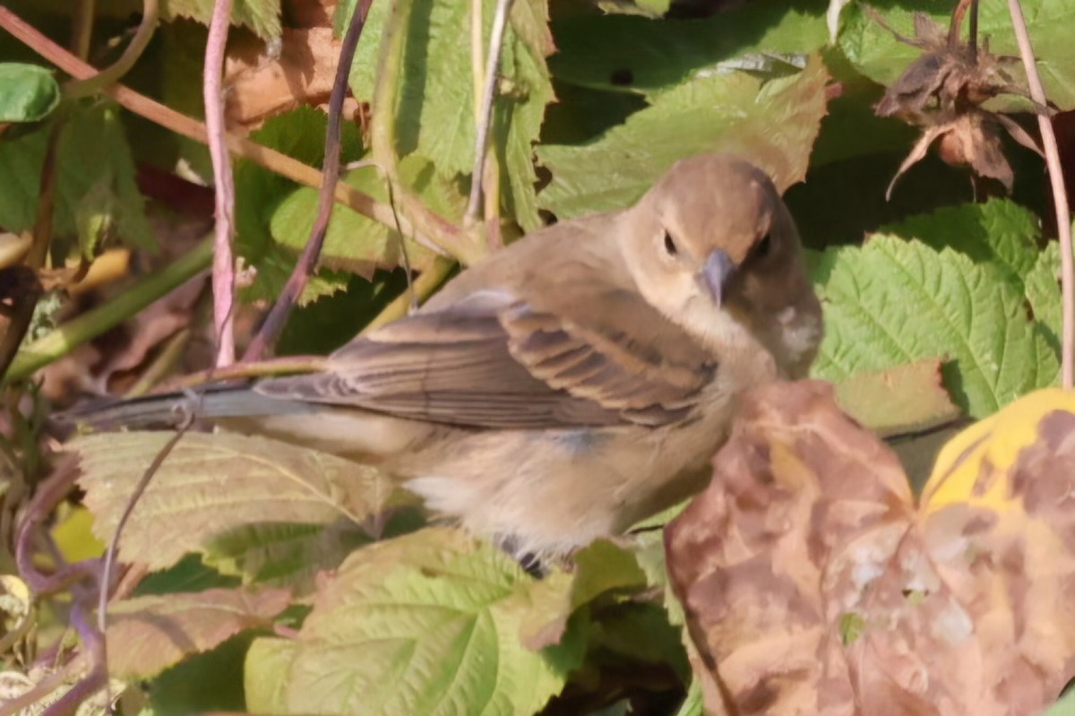 Indigo Bunting - ML624715492