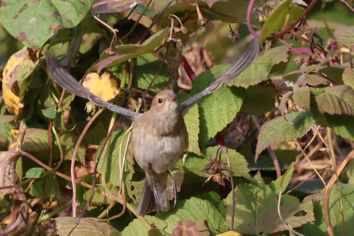 Indigo Bunting - ML624715493