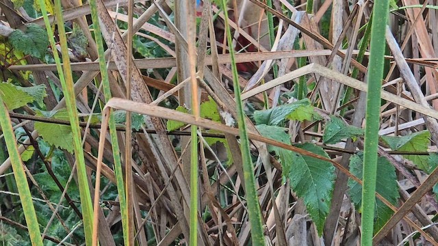 Marsh Wren - ML624715586