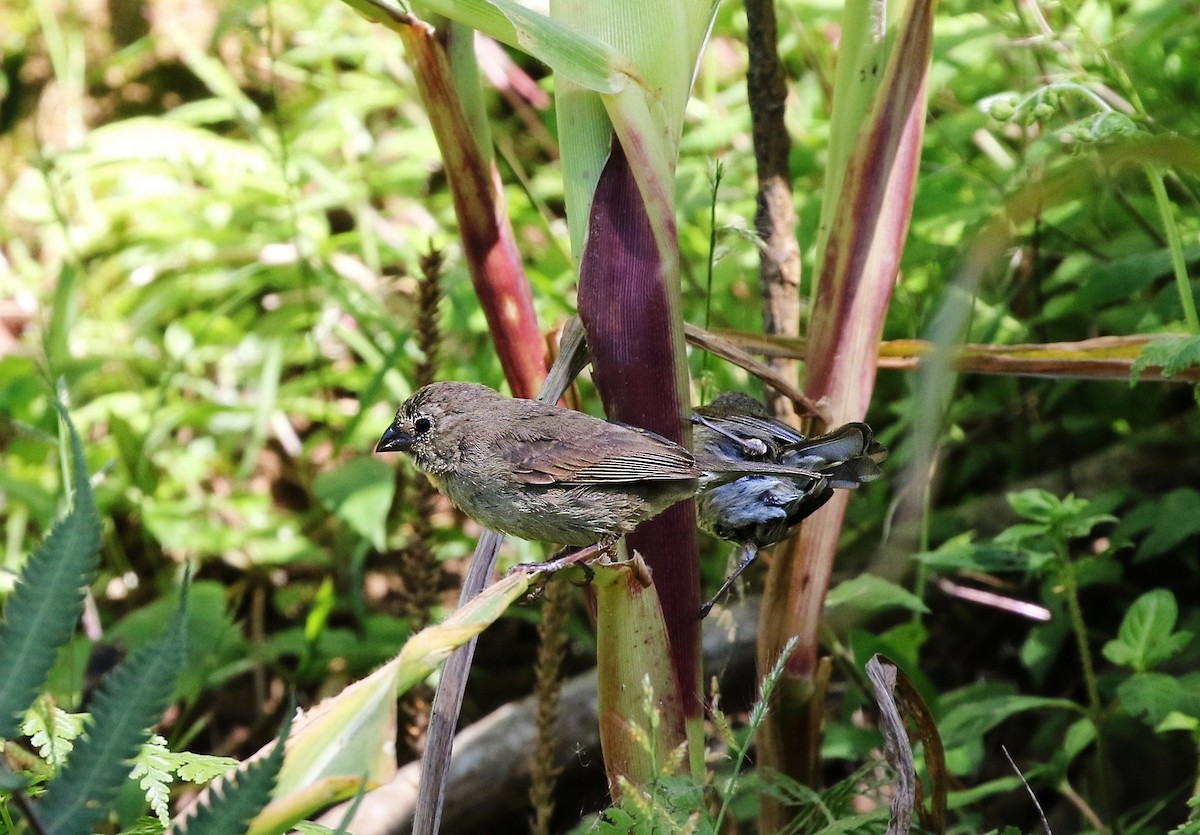 Dull-colored Grassquit - ML624715596