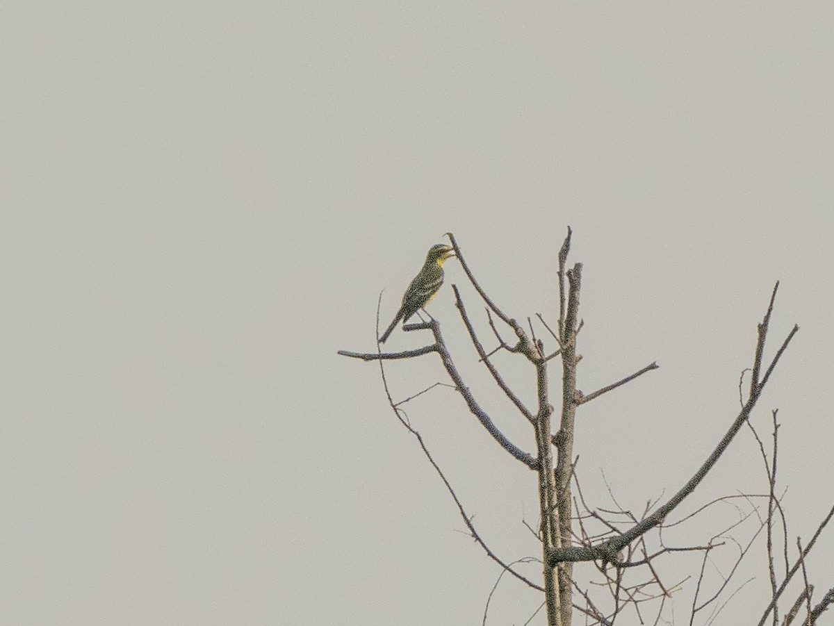 Yellow-browed Tyrant - ML624715703