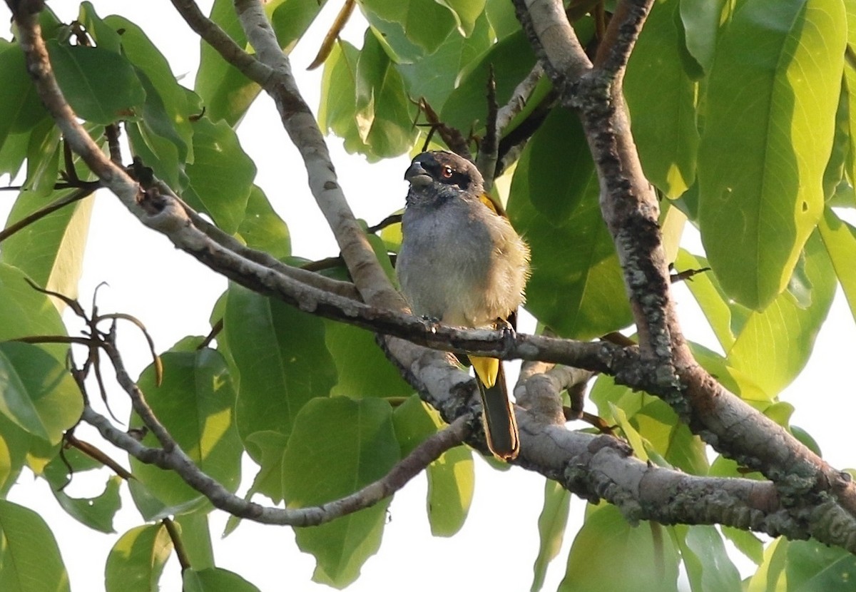 Yellow-shouldered Grosbeak - ML624715796