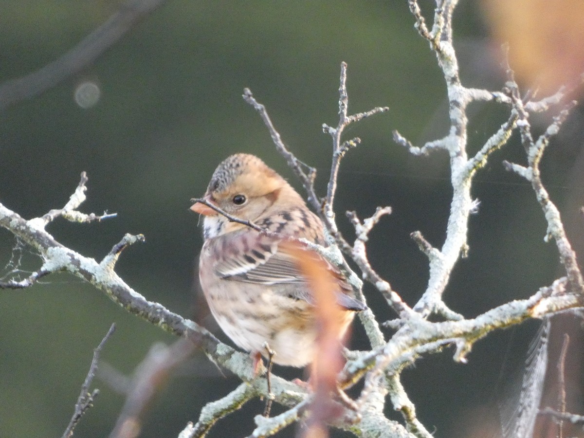 Harris's Sparrow - ML624715823
