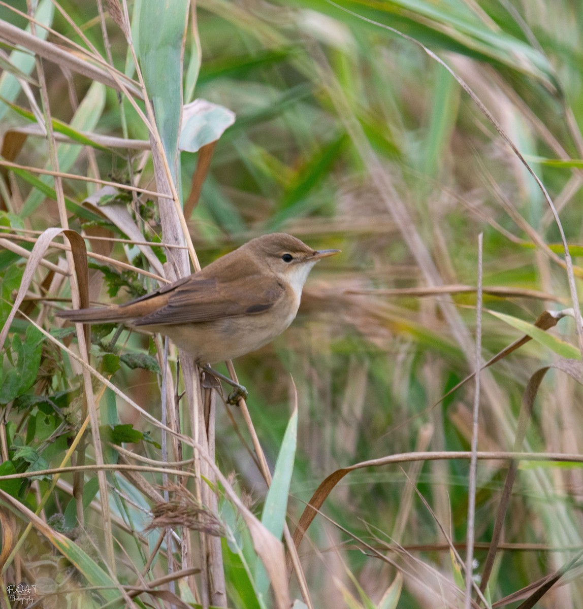 Common Reed Warbler - ML624715887