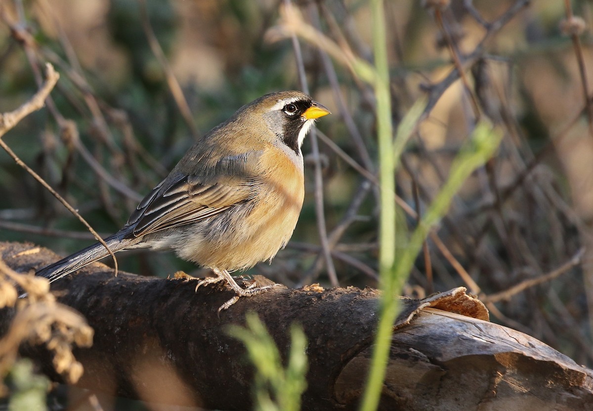 Many-colored Chaco Finch - ML624716150