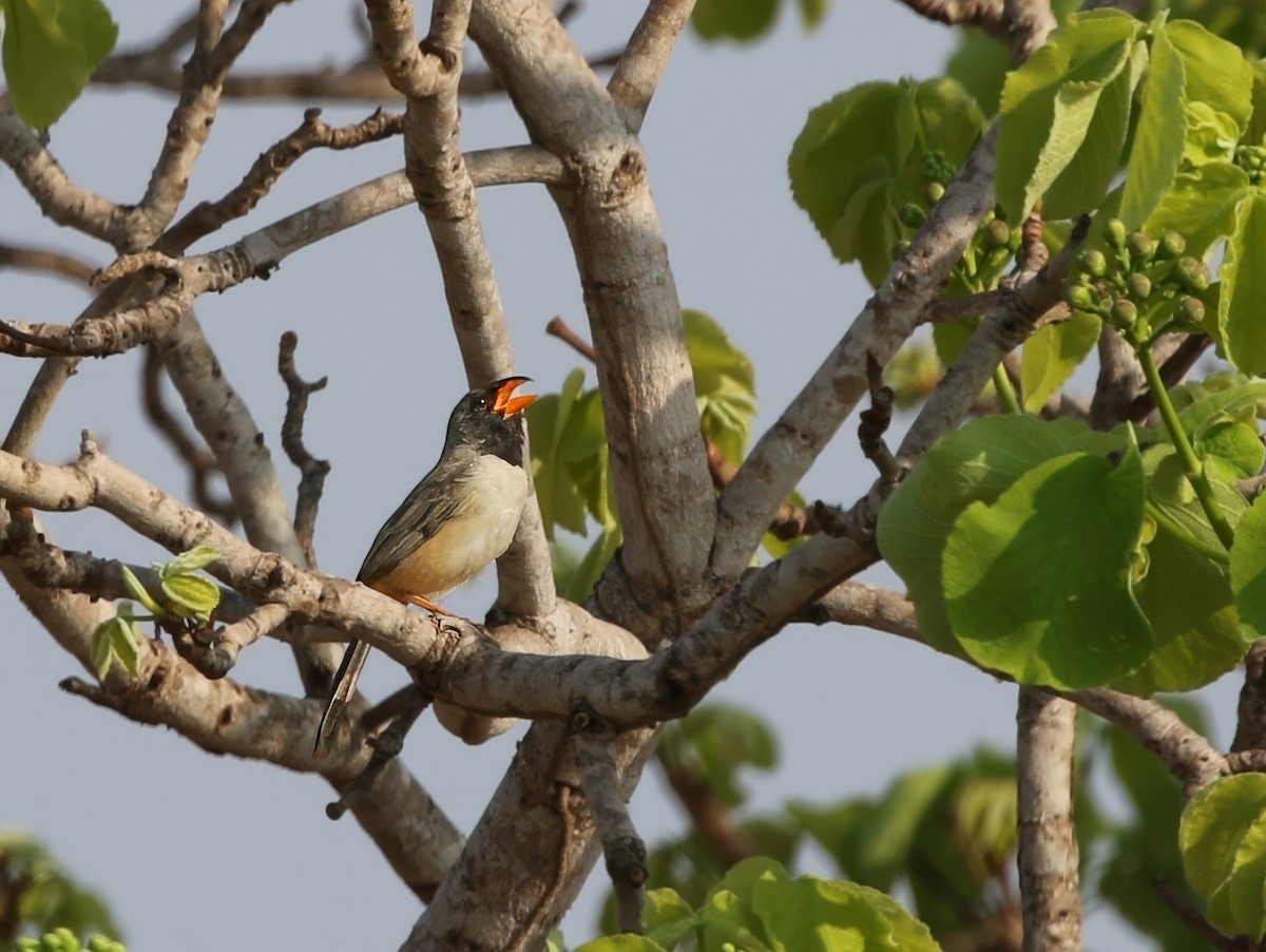 Black-throated Saltator - ML624716605