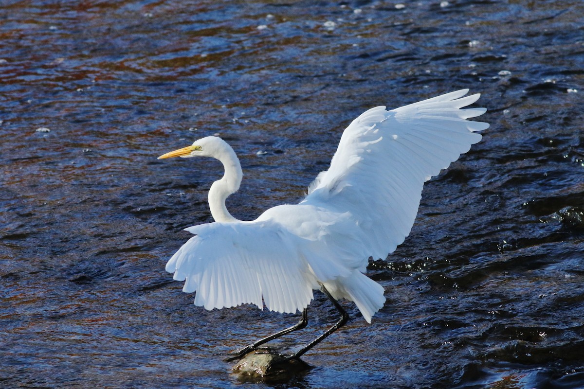 Great Egret - ML624716619