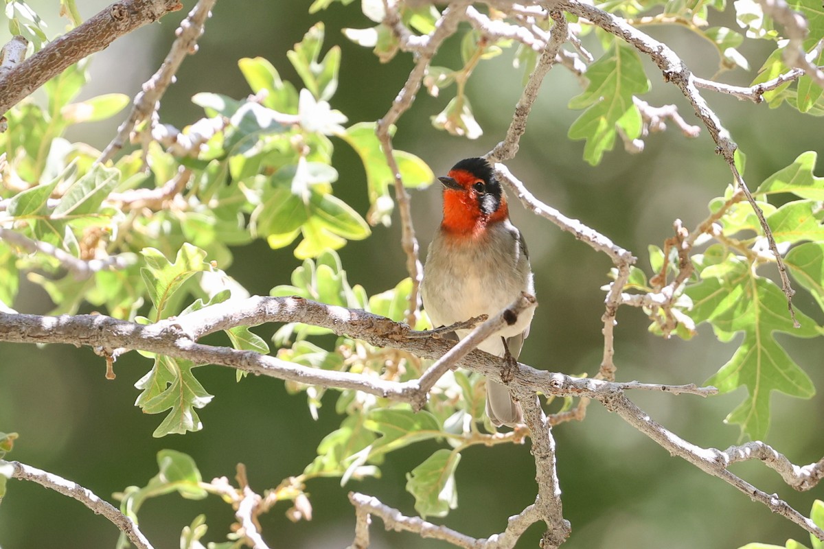 Red-faced Warbler - ML624716621