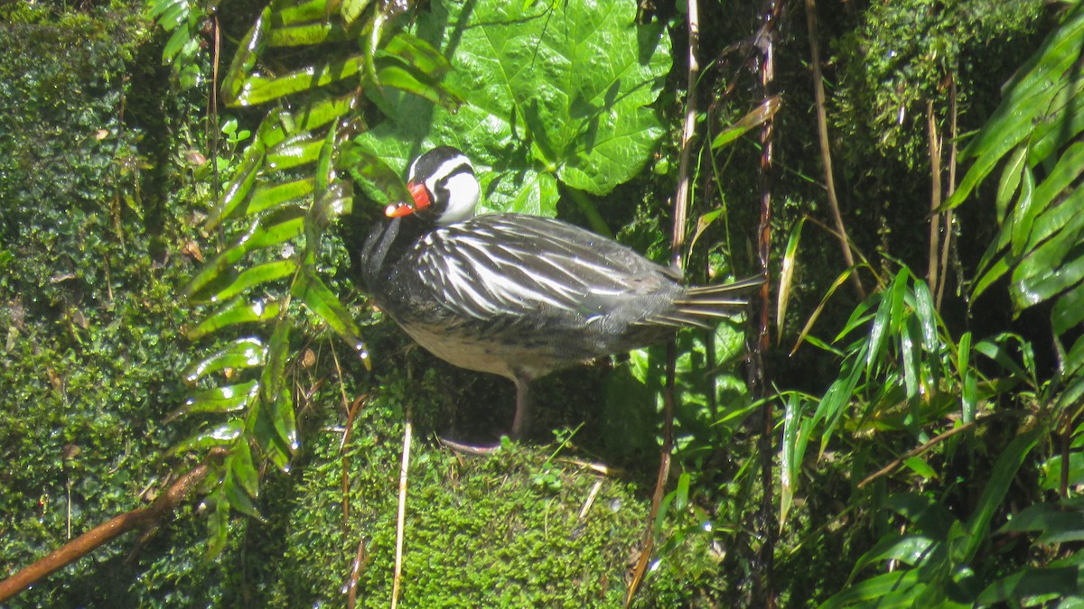 Torrent Duck - ML624716658