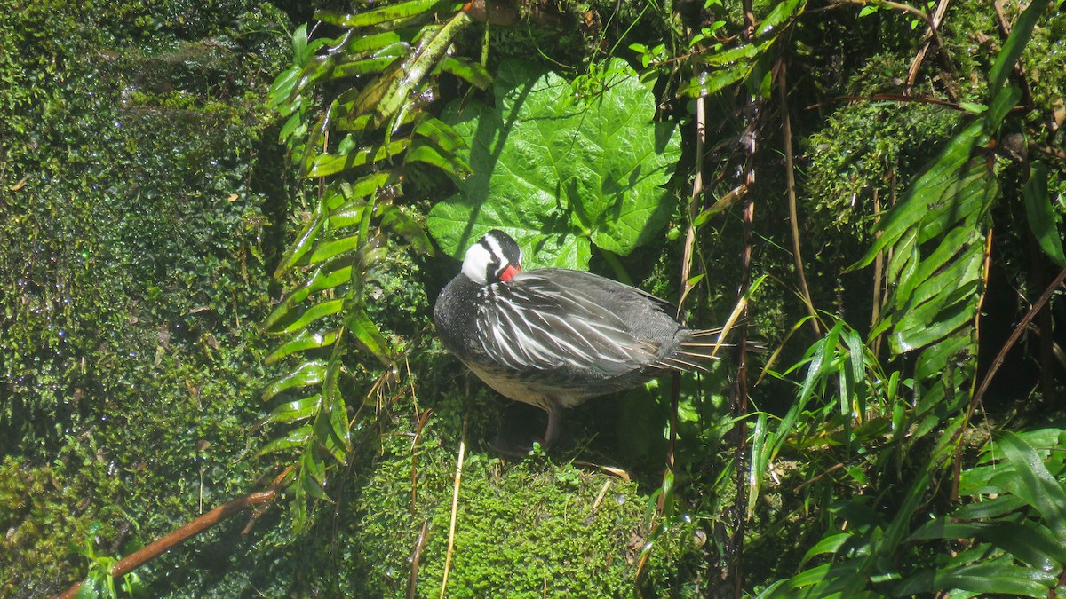 Torrent Duck - ML624716659