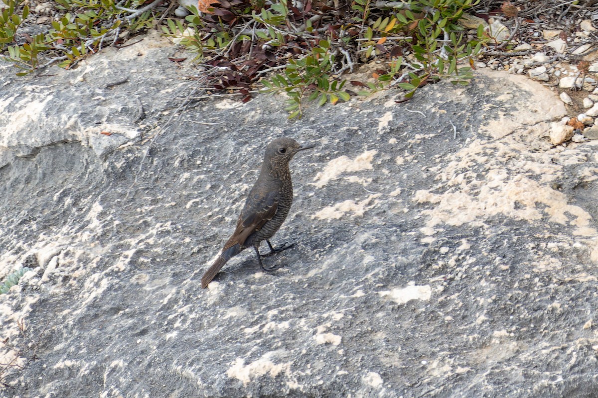 Blue Rock-Thrush - ML624716755