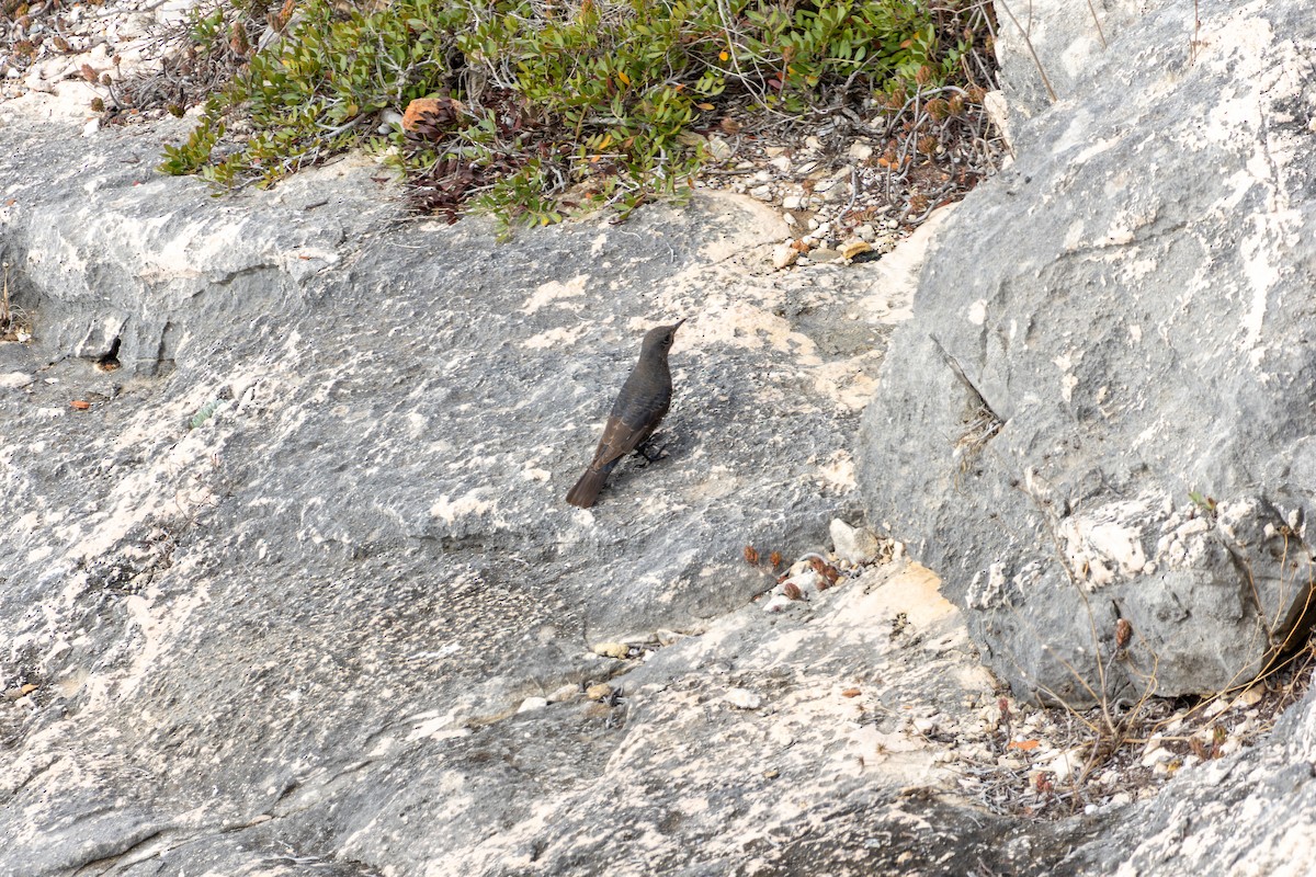 Blue Rock-Thrush - ML624716756
