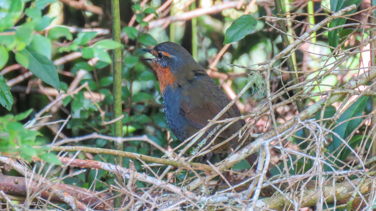 Chucao Tapaculo - ML624716778