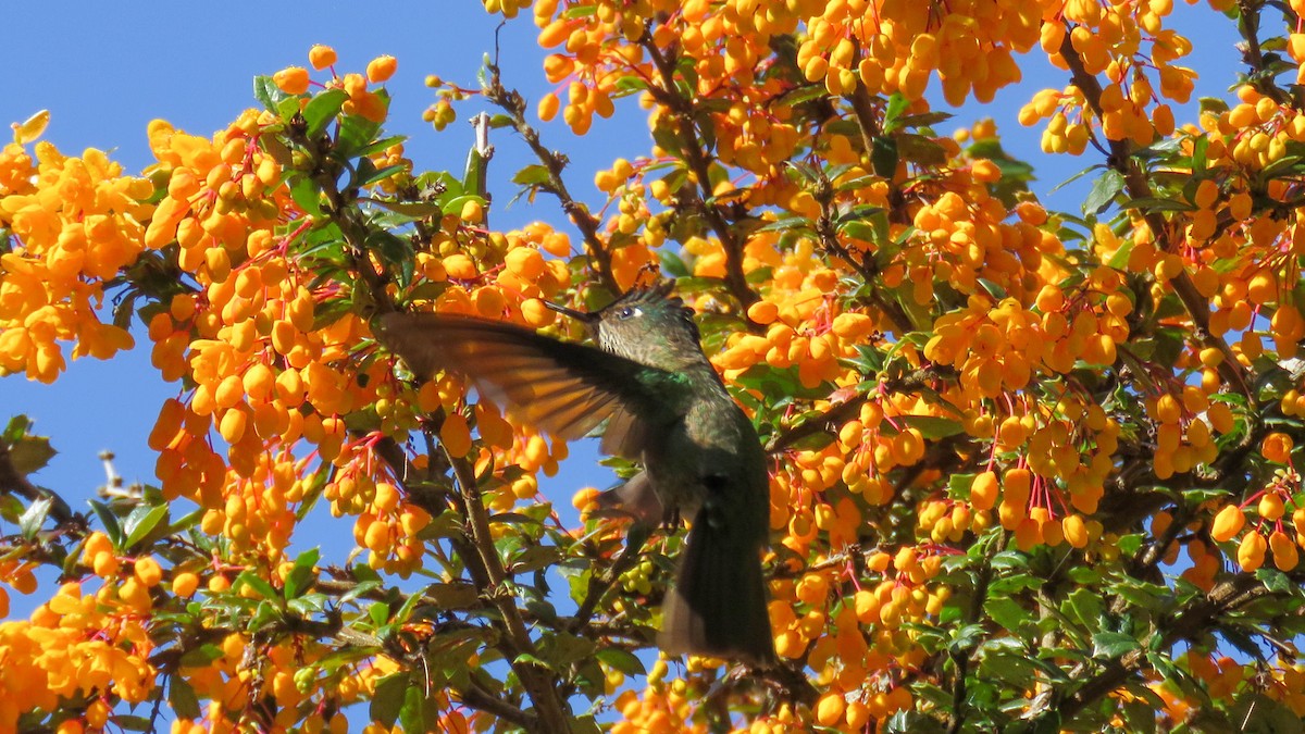 Green-backed Firecrown - ML624716787