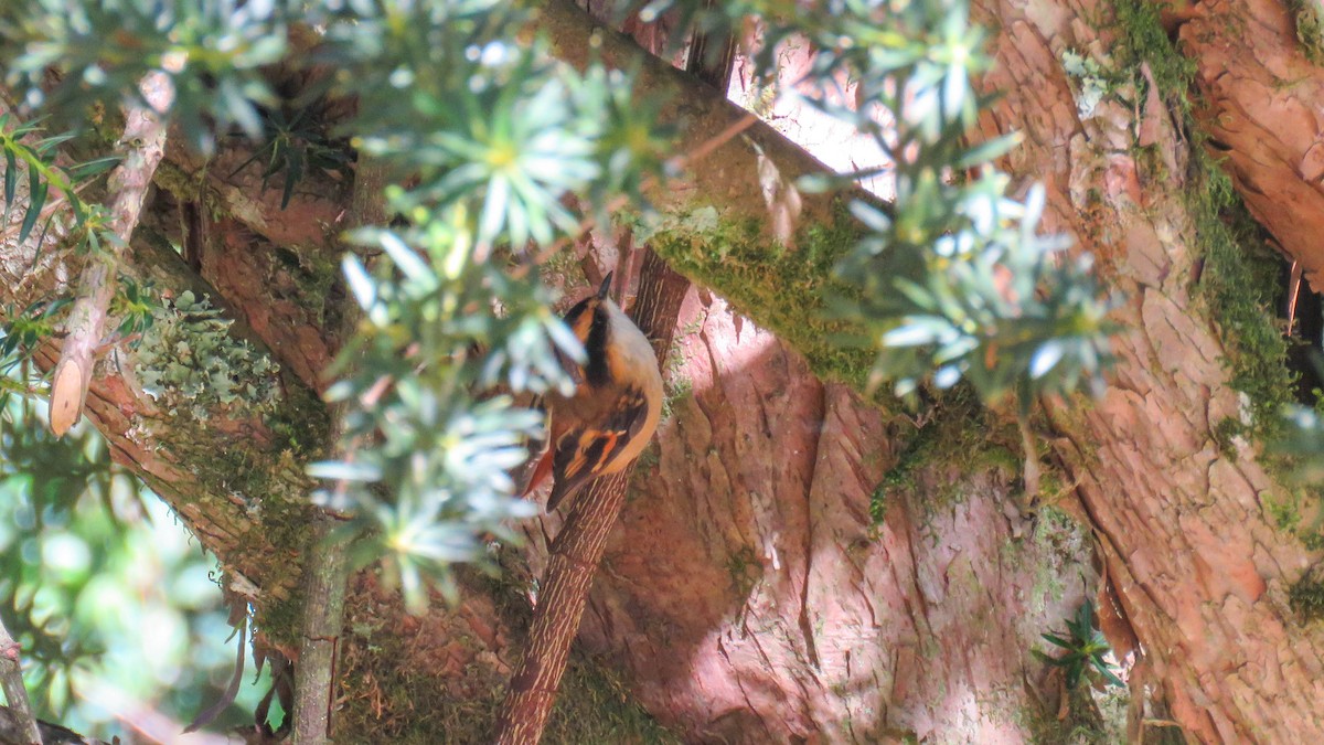 Thorn-tailed Rayadito - ML624716789