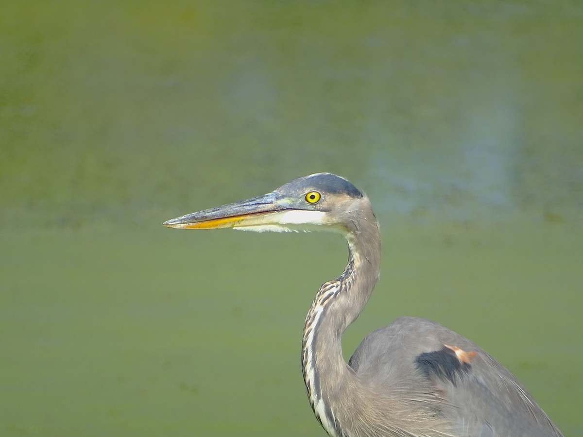 Great Blue Heron (Great Blue) - ML624716820