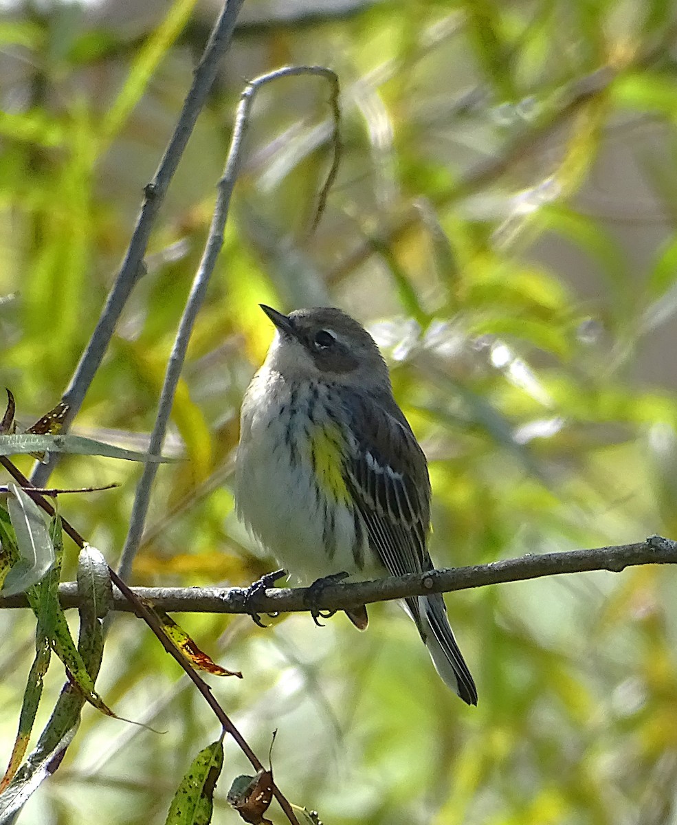 Yellow-rumped Warbler (Myrtle) - ML624716828