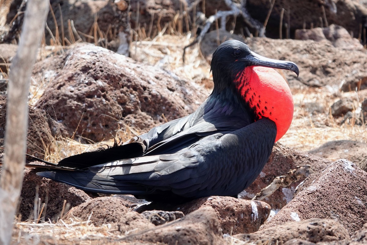 Magnificent Frigatebird - Brecht Caers