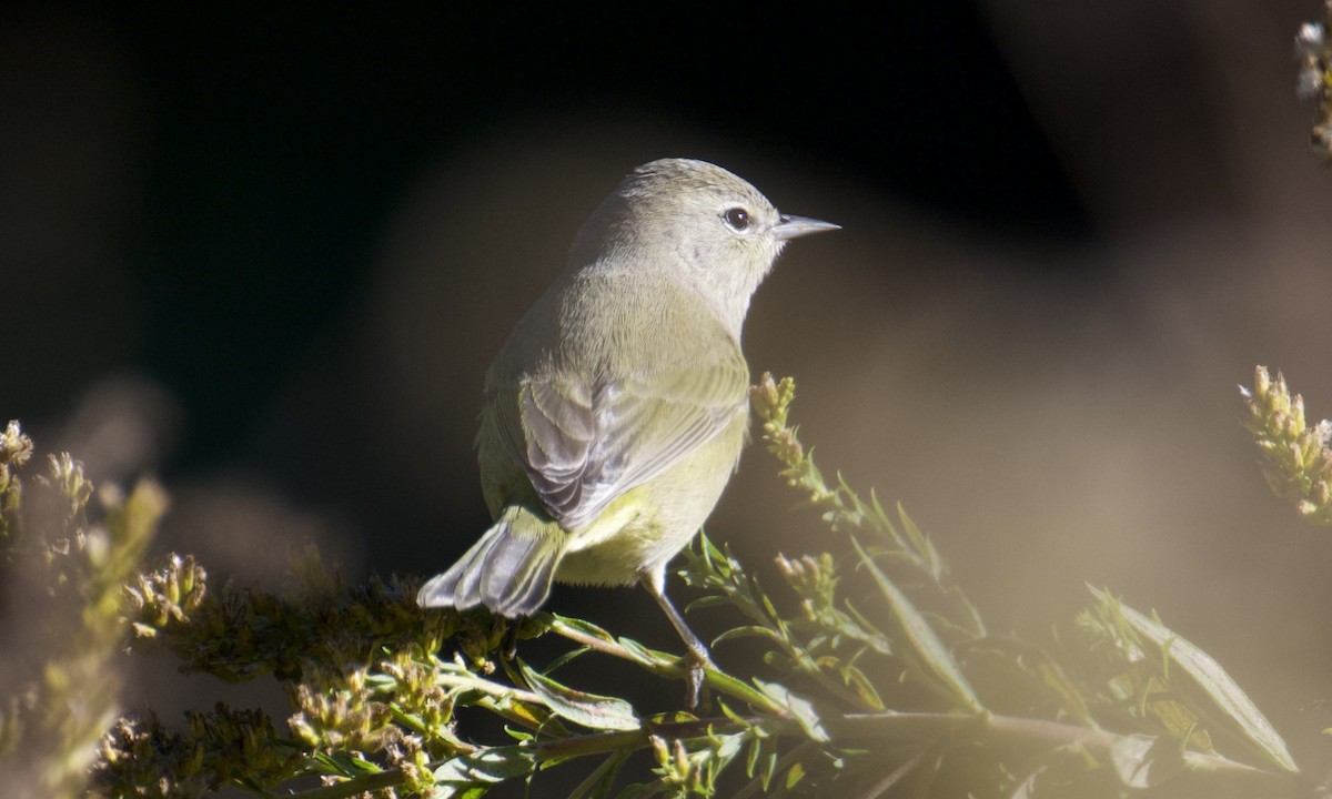 Orange-crowned Warbler - ML624717163