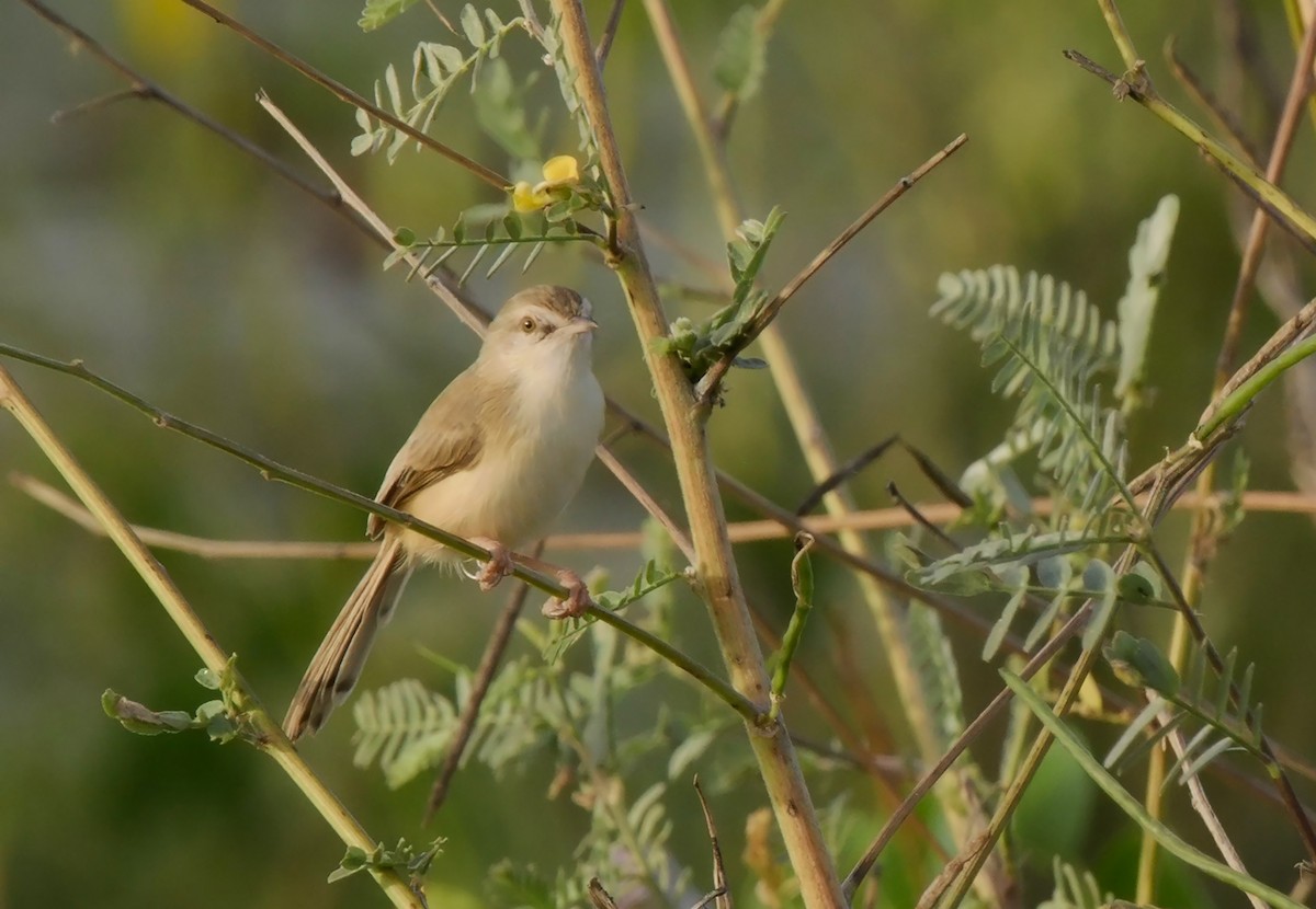 River Prinia - ML624717569