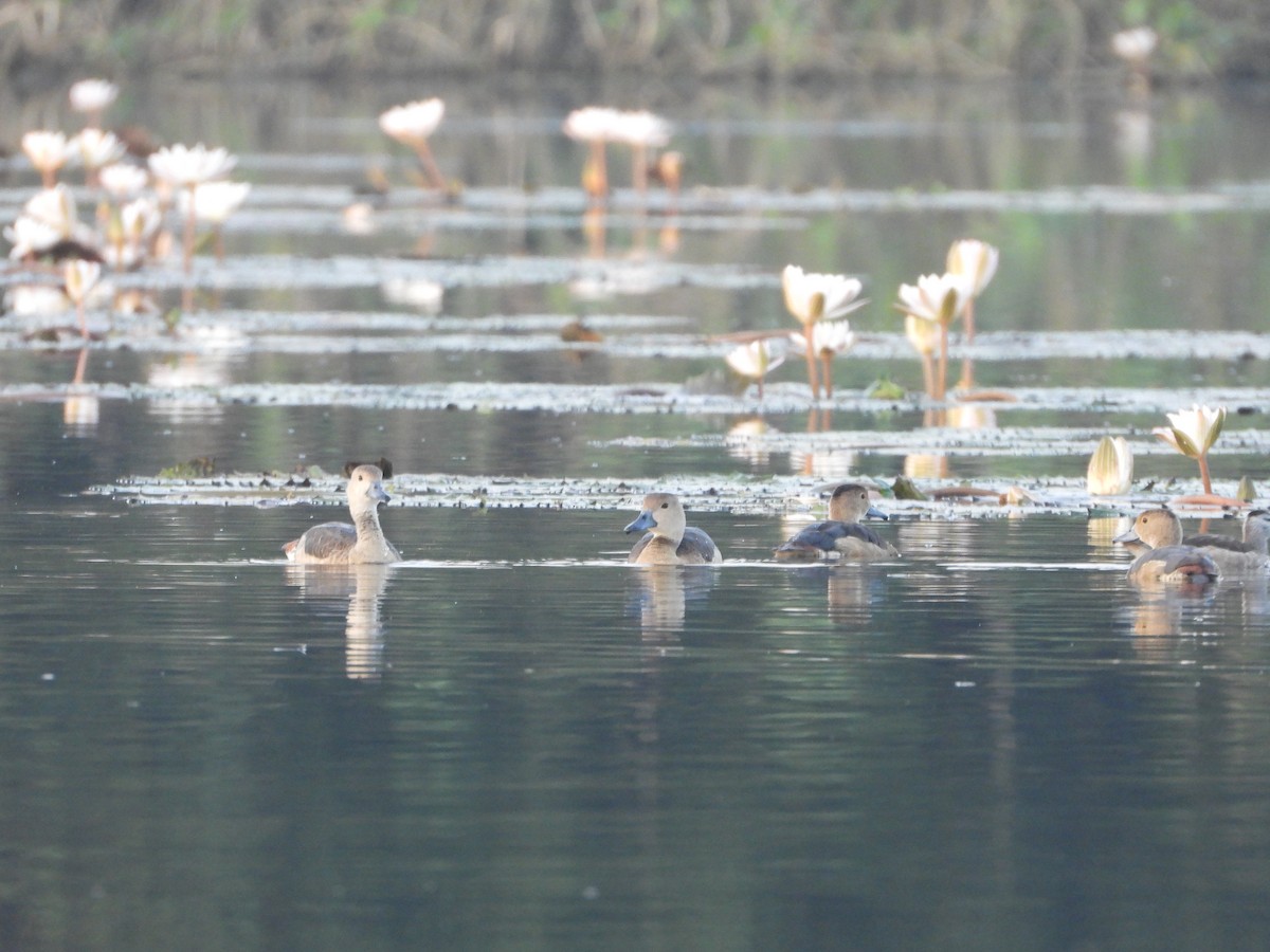 Lesser Whistling-Duck - ML624717622