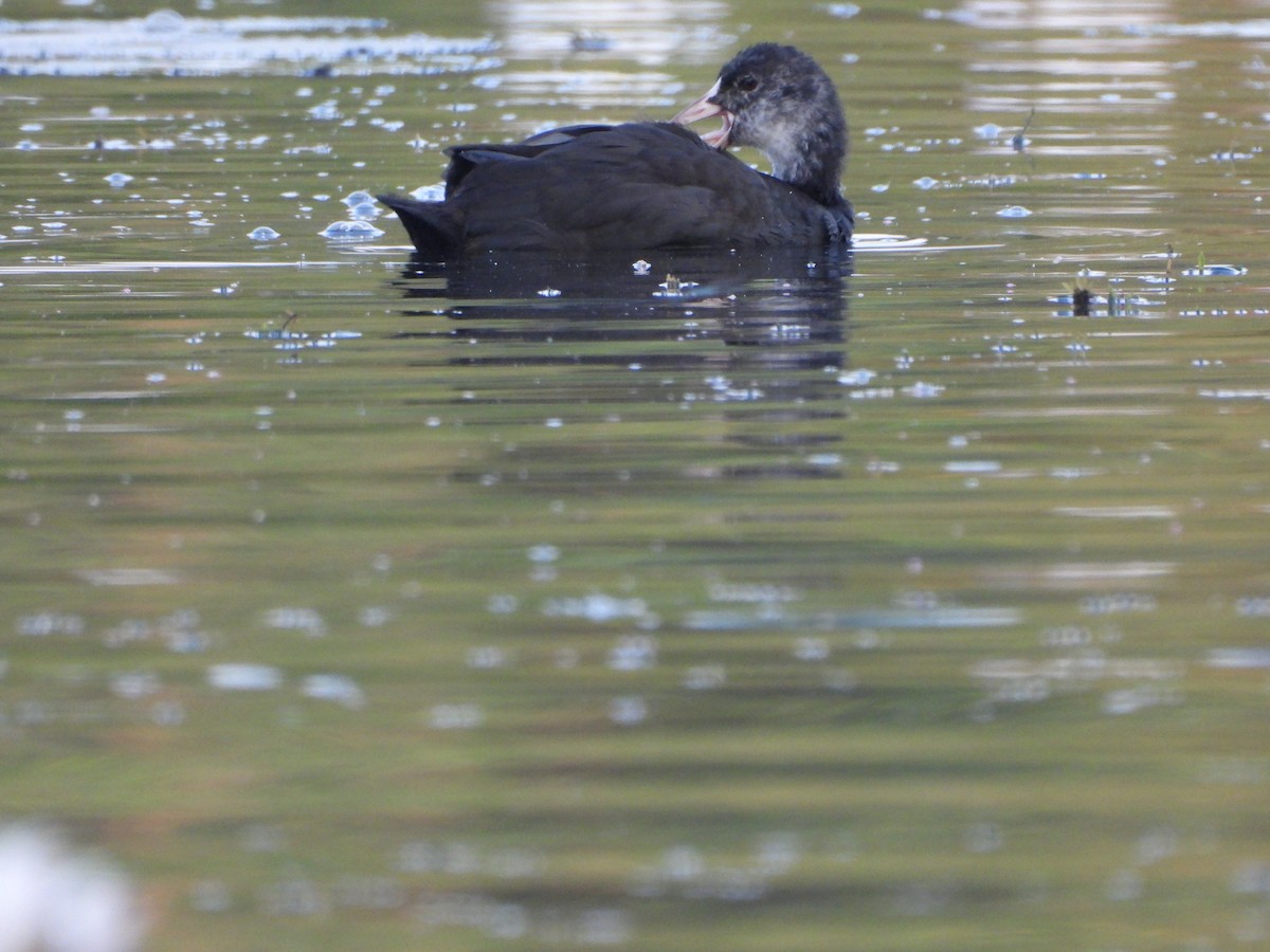 Eurasian Coot - ML624717630