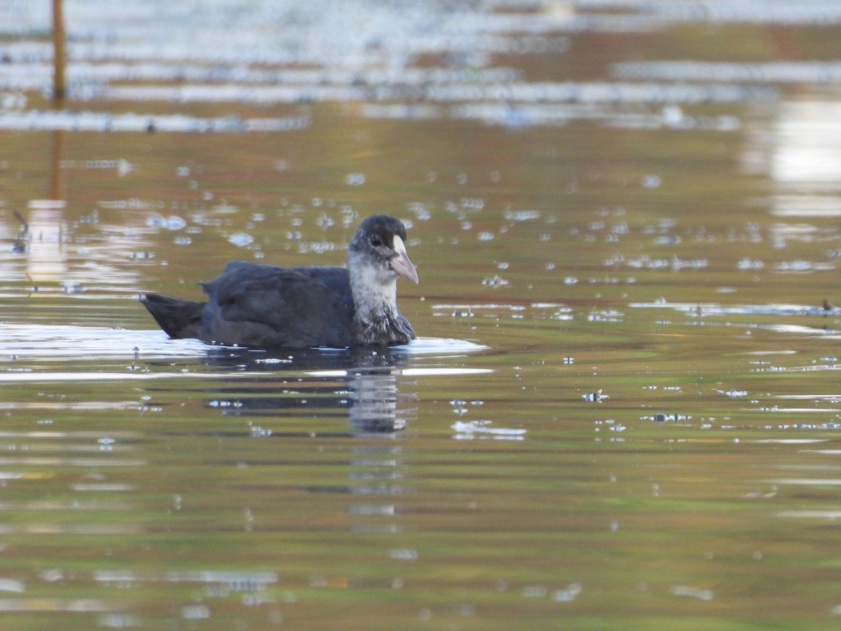 Eurasian Coot - ML624717631