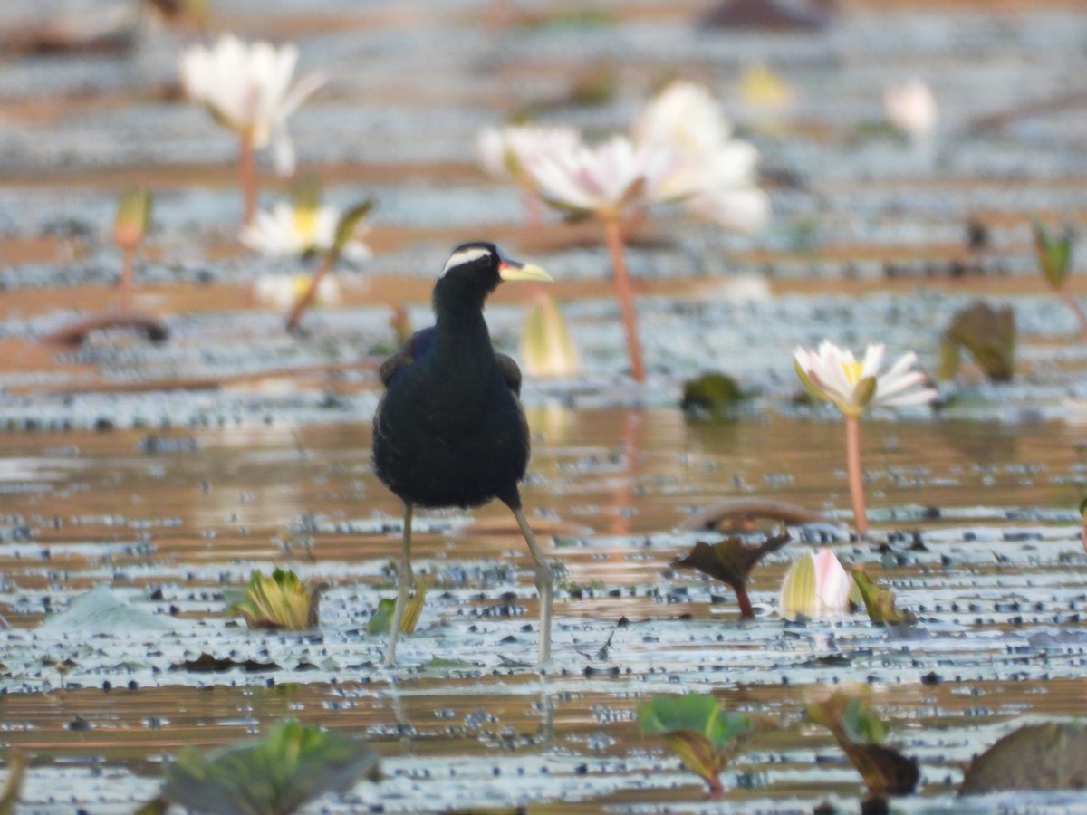 Bronze-winged Jacana - ML624717637